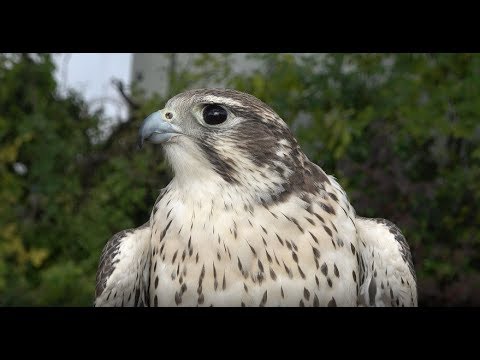 Are prairie falcons protected?