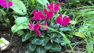 ADD Autumn Interest with Cyclamen