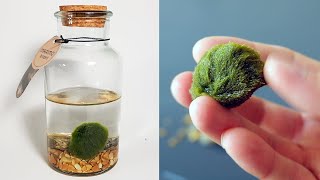 Photosynthesis Captured In Time Lapse