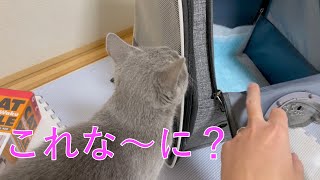 キャリーバッグに入らない猫（ロシアンブルー）。