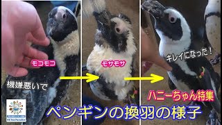 【ペンギン】ケープペンギンの換羽の様子　　（伊勢シーパラダイス）