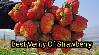 Strawberry 🍓 Plant Best Verity