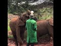 Feeding Baby Elephants in Kenya 2020