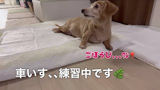 クッシング症候群､､コロンの日常🌿