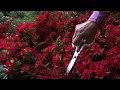 Planters Place: Pruning Rhododendrons