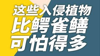 “怪鱼”鳄雀鳝火了，这些入侵植物比它可怕得多