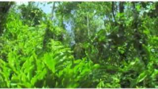 Caribbean Natural wonders- Rainforest