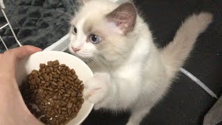 ご飯のたびに興奮するラグドール子猫がこちらです【猫のかわいい鳴き声】