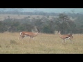 Grant's gazelles defend a fawn from hunting black-backed jackals