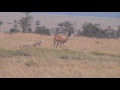 Grant's gazelles defend a fawn from hunting black-backed jackals