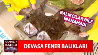 Görenler Şaşkına Döndü! Marmara Denizi'nde Devasa Fener Balıkları