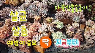 살균.살충 예방이 중요/#손옹기다육식물/#인천다육농장/#다육카페