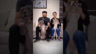 Hamare Brodu ki Smile Dekho Zara 😍 #shorts Cuts Dogs Brody Bunny | Harpreet SDC