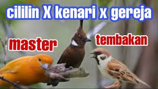 Masteran cililin kenari dan gereja tarung #masteran burung juara