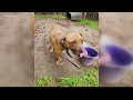 168 dogs rescued in Central Georgia dogfighting bust