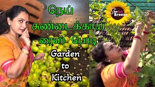 Garden to Kitchen | நெய் சுண்டைக்காய் ரைஸ் பொடி