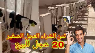 تمن مشروع الشراء العجل الصغير 20 عجل هولشطاين  أحسن جودة وأحسن تمن 👌