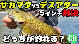 【大人気ワーム対決】サカマタVSデスアダーどっちが釣れるの？【直リグ】【8月】【川スモール】【Black bass】