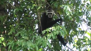 Pileated Gibbon! Named After Its \