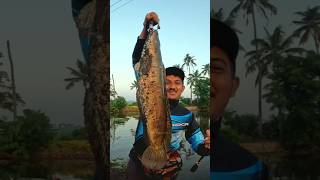 താറാവിനെ പോലെ ഇരിക്കുന്നു തവള..😳 | Snakehead fishing Videos | Traditional Village fishing Videos |