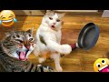 1 Hour Of Funniest Animals 😅 New Funny Cats and Dogs Videos 😸🐶|coy billu|