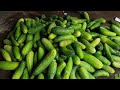 মাসে ৫০ হাজার টাকা কিভাবে ইনকাম করবেন প্রমান সহ profitable vegetable business