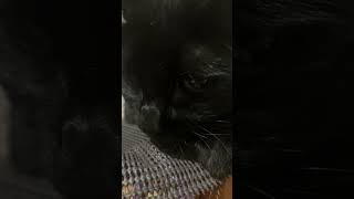 優しい合いの手🐈‍⬛黒猫バロンblack-cat【猫動画】