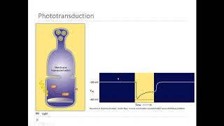 OSSM Neuro Chapter 9 - Phototransduction