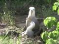 waved albatross mating galapagos islands