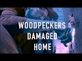 Wood Peckers: How to patch a hole in cedar siding