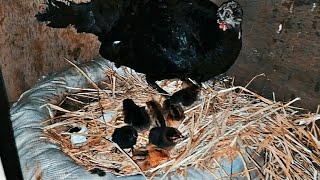 فرخات بيبيا🦃 الحمدالله 🤲