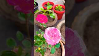 Beautiful Pink Roses In Our Roof Garden|গোলাপী গোলাপ #shorts #youtubeshorts #flowers #rose #mygarden