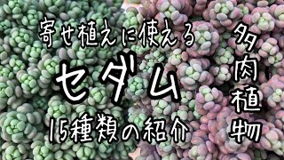 寄せ植えに使うセダム15種類の紹介