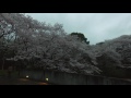 2016たからだの里　桜　01