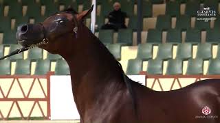 N 169 MT SAPPORO   Saudi Breeders Cup   2nd Edition   Colts 2 Years Old Section B Class 7B