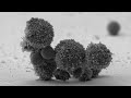 tour of an activated t cell with dynabeads