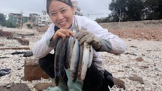 降温后台风打上来一批海货，成片死在岸上，渔妹看了心疼偷捡回家