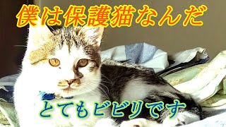 【Happy new year 2025】あけおめです！#cat #猫のいる暮らし #保護猫 #犬のいる暮らし #ペキニーズ