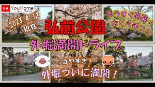 【父娘ドライブ】弘前公園　外堀満開ドライブ