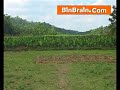 banana trees in wayanad