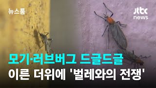 모기·러브버그 드글드글…이른 더위에 이미 '벌레와의 전쟁' / JTBC 뉴스룸