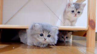 A cute kitten that can tell when its owner comes home just by the sound and gree