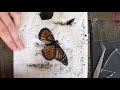 Damaged butterfly gets wing transplant