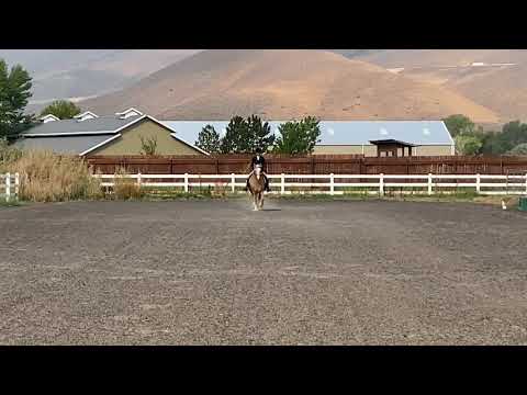 Intro Level Test B USDF Tracey Osborne - YouTube