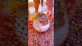 Blowfish came out of the sea #shorts #shortsfeed #youtubeshorts