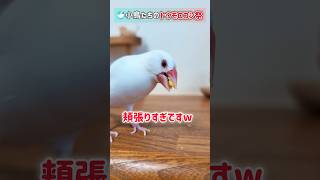 一年ぶりのトウモロコシに大興奮の小鳥たち #文鳥 #セキセイインコ #birds #shorts