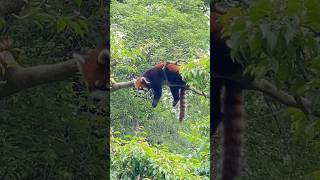 フジマルの面白いポーズ集3😄202405 #レッサーパンダ #redpanda #多摩動物公園