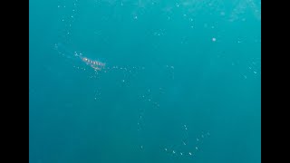 もっと痛いヤツ！！Jellyfish or Siphonophore? Watch Out!!  Deadly Stinger, Shimane, Japan 2024/0619