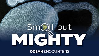 Ocean Encounters: Small but Mighty