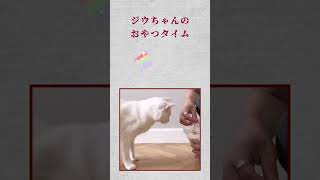 猫のおやつタイム #cat